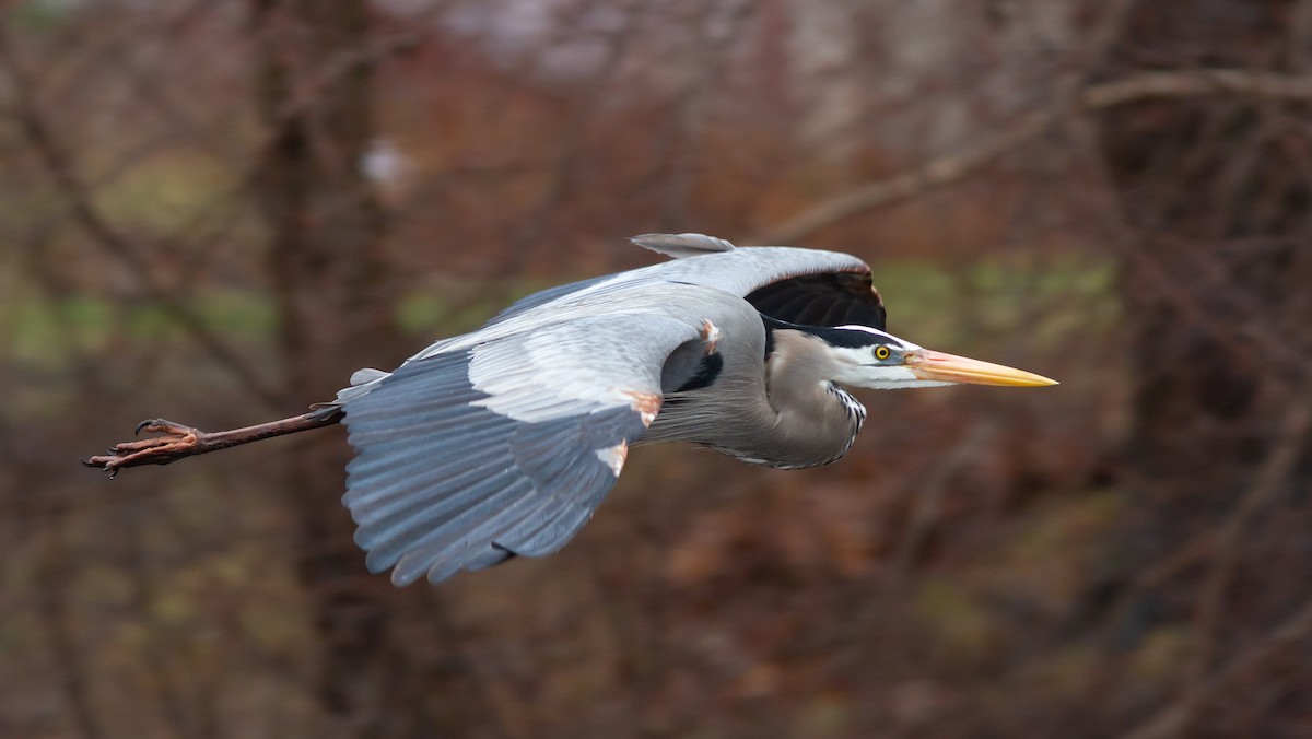 Great Blue Heron (Great Blue) - ML430870431