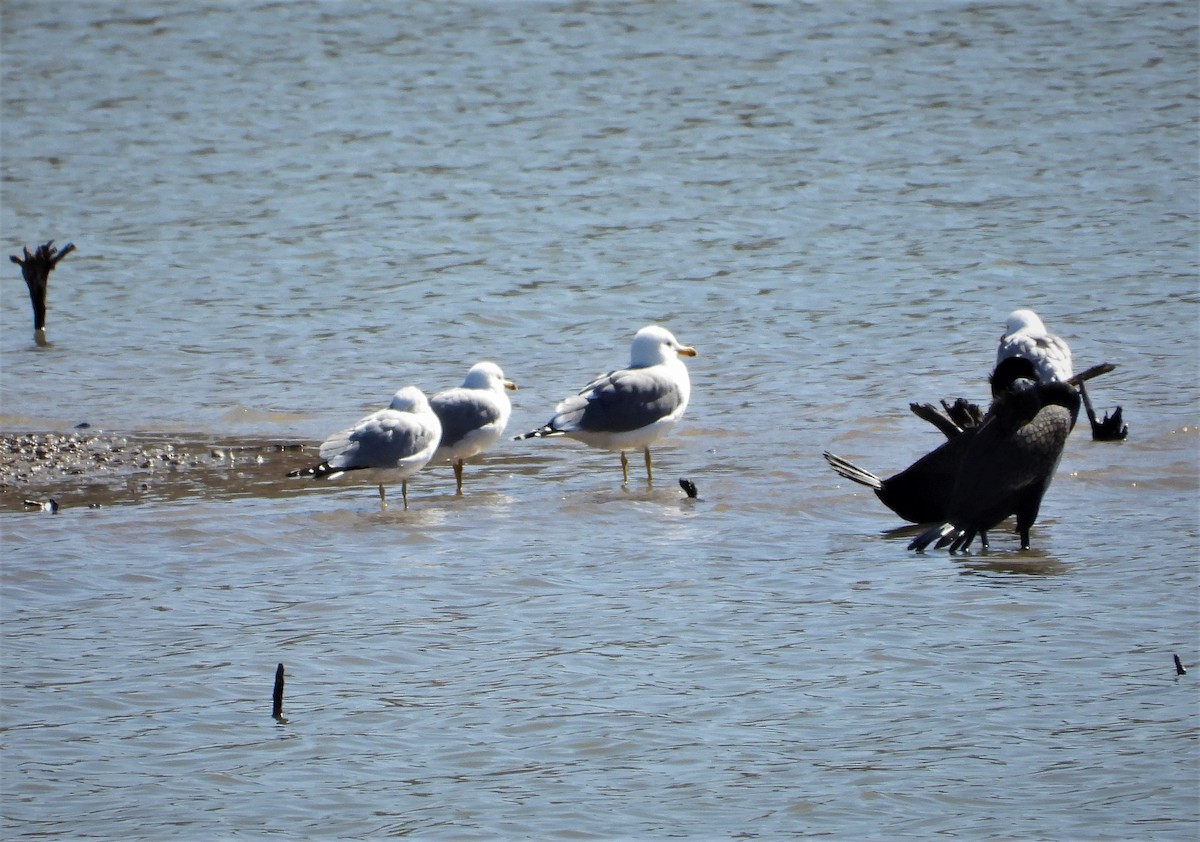 Gaviota Californiana - ML430870941