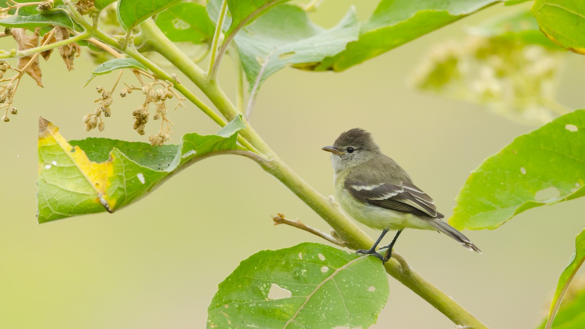 Southern Beardless-Tyrannulet - Neil Diaz