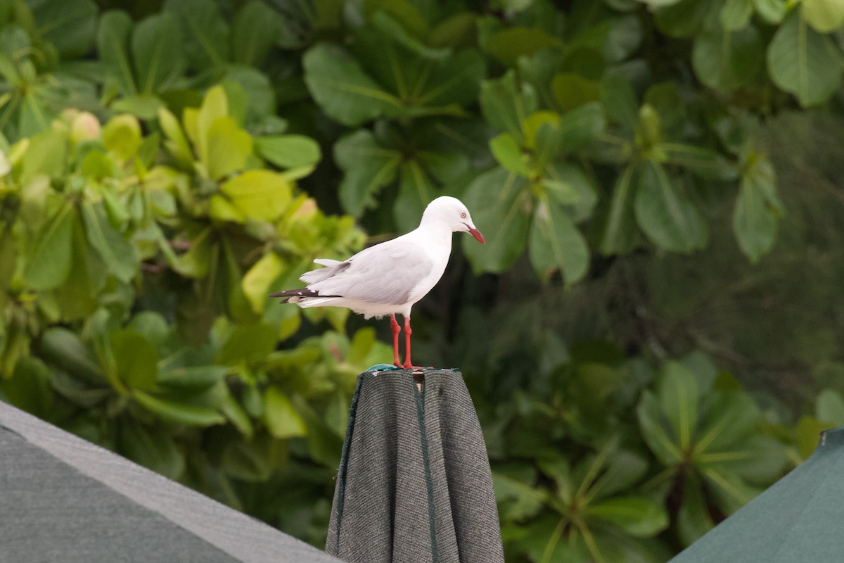 Silver Gull - ML430871451