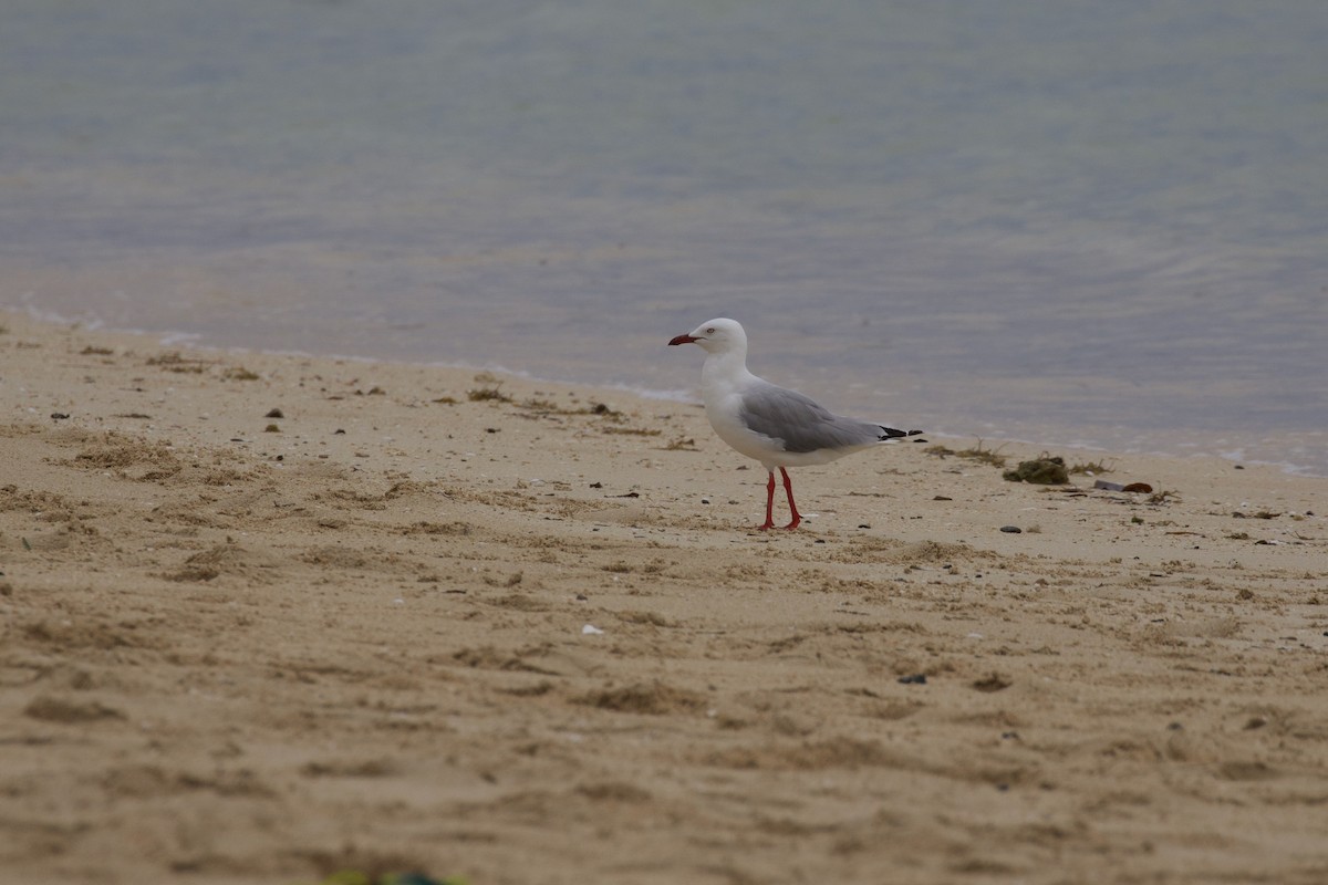 Silver Gull - ML430872011