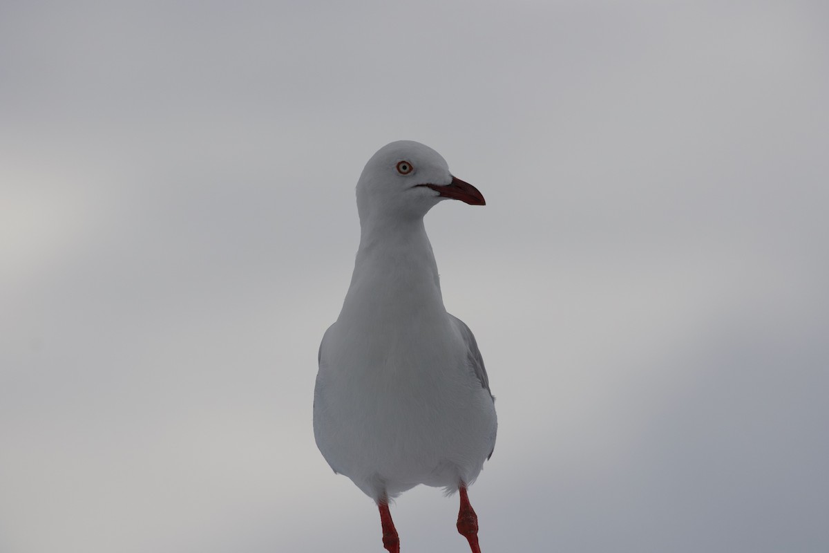 Silver Gull - ML430872141