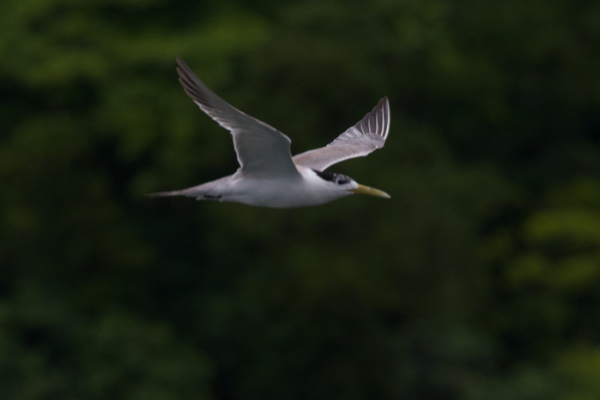 Great Crested Tern - ML430872371