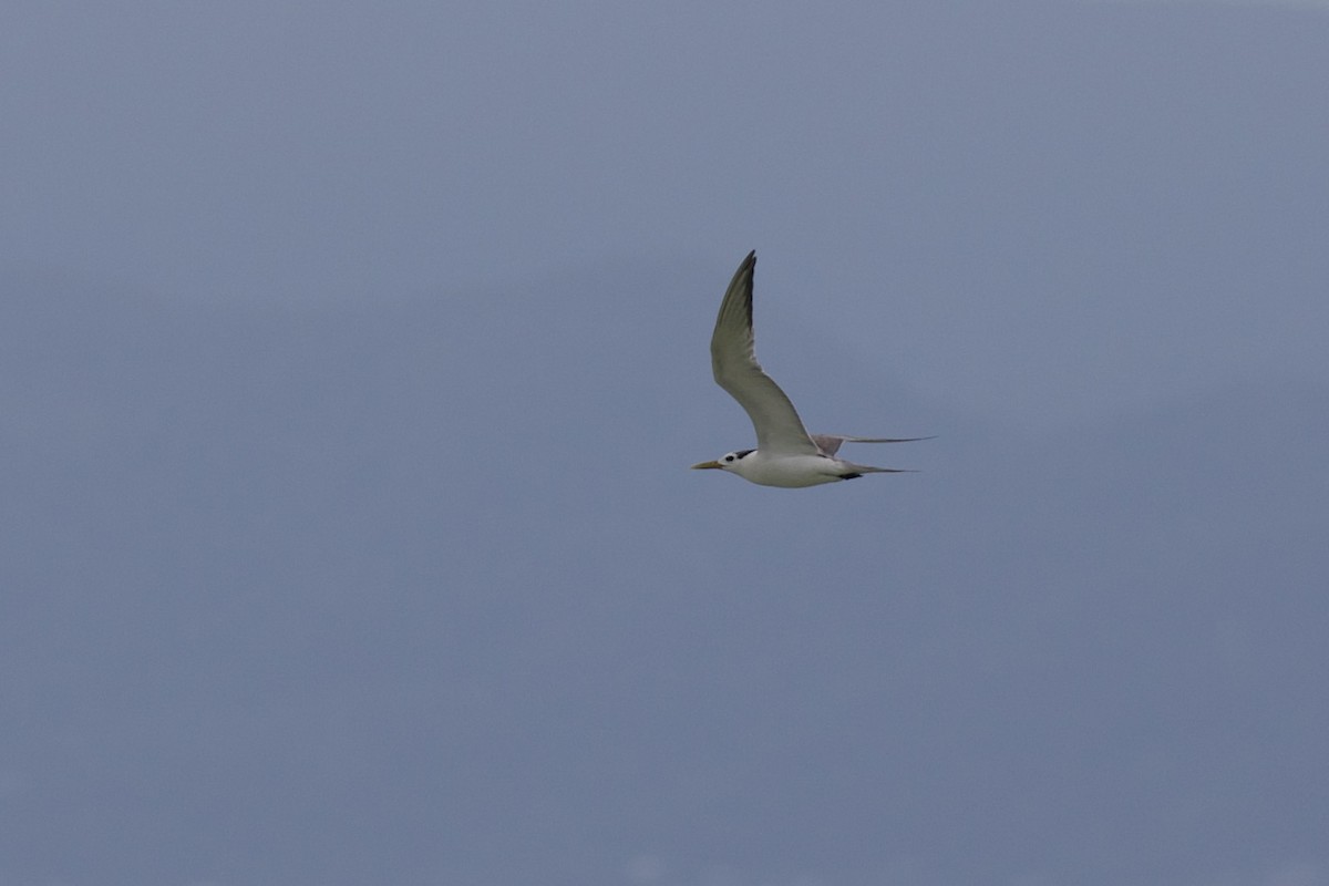 Great Crested Tern - ML430872501