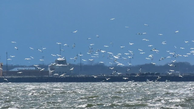 Northern Gannet - ML430873541