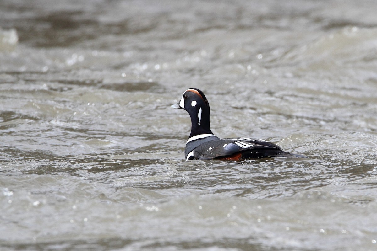 Harlequin Duck - ML430873891