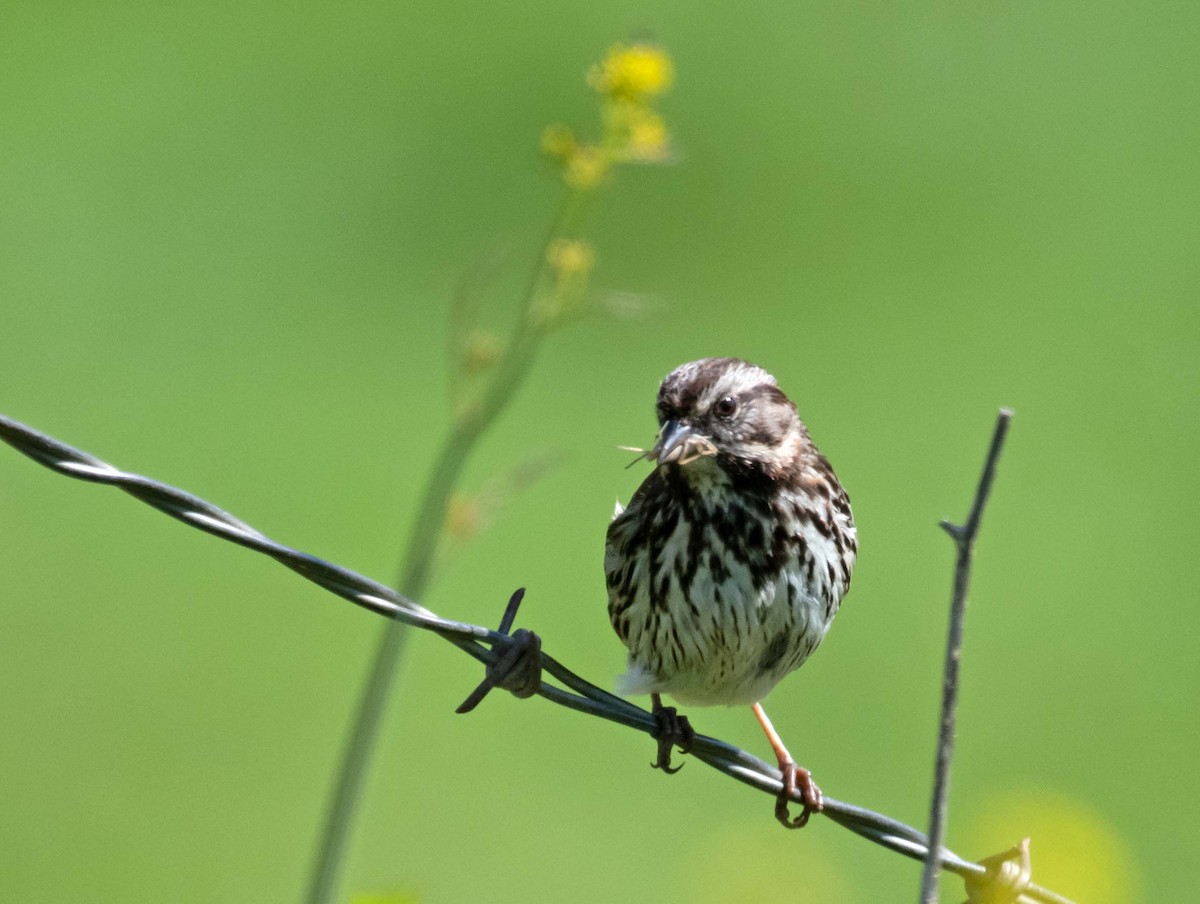 Song Sparrow - ML430874481