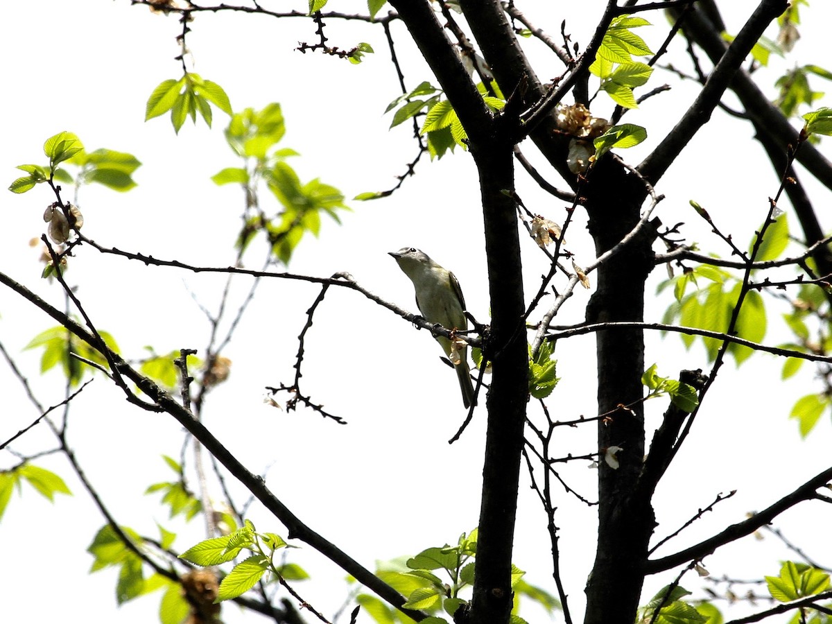Blue-headed Vireo - ML430874851