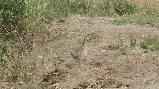 Gallo de las Praderas Rabudo - ML430875581