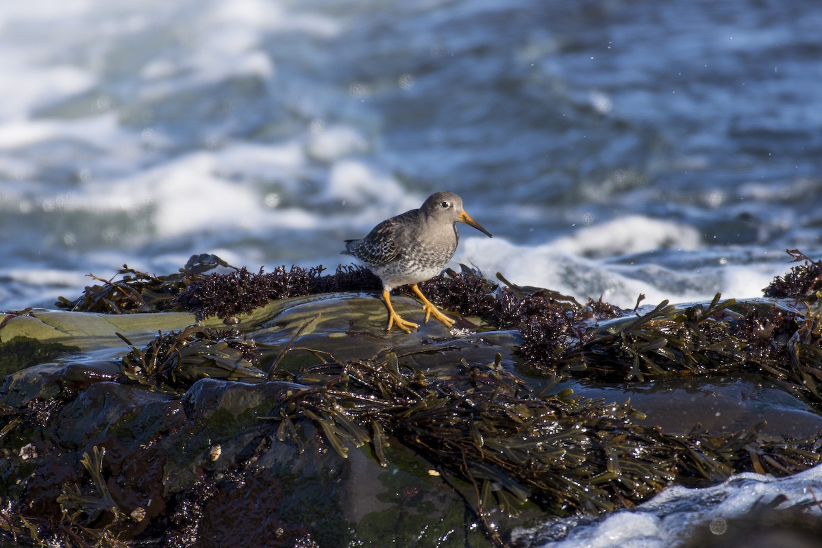 Meerstrandläufer - ML43087631