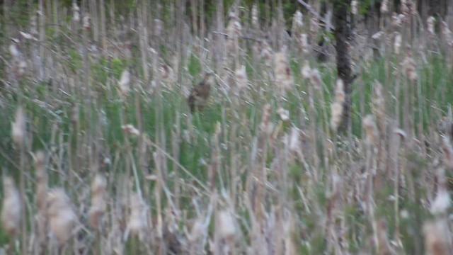 American Bittern - ML430876901