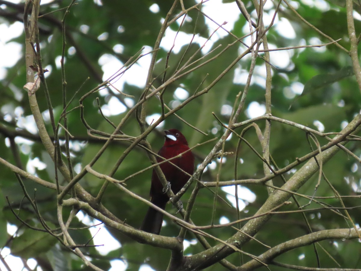 Silver-beaked Tanager - ML430878041