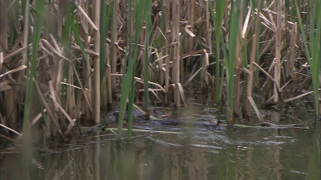 muskrat - ML430879