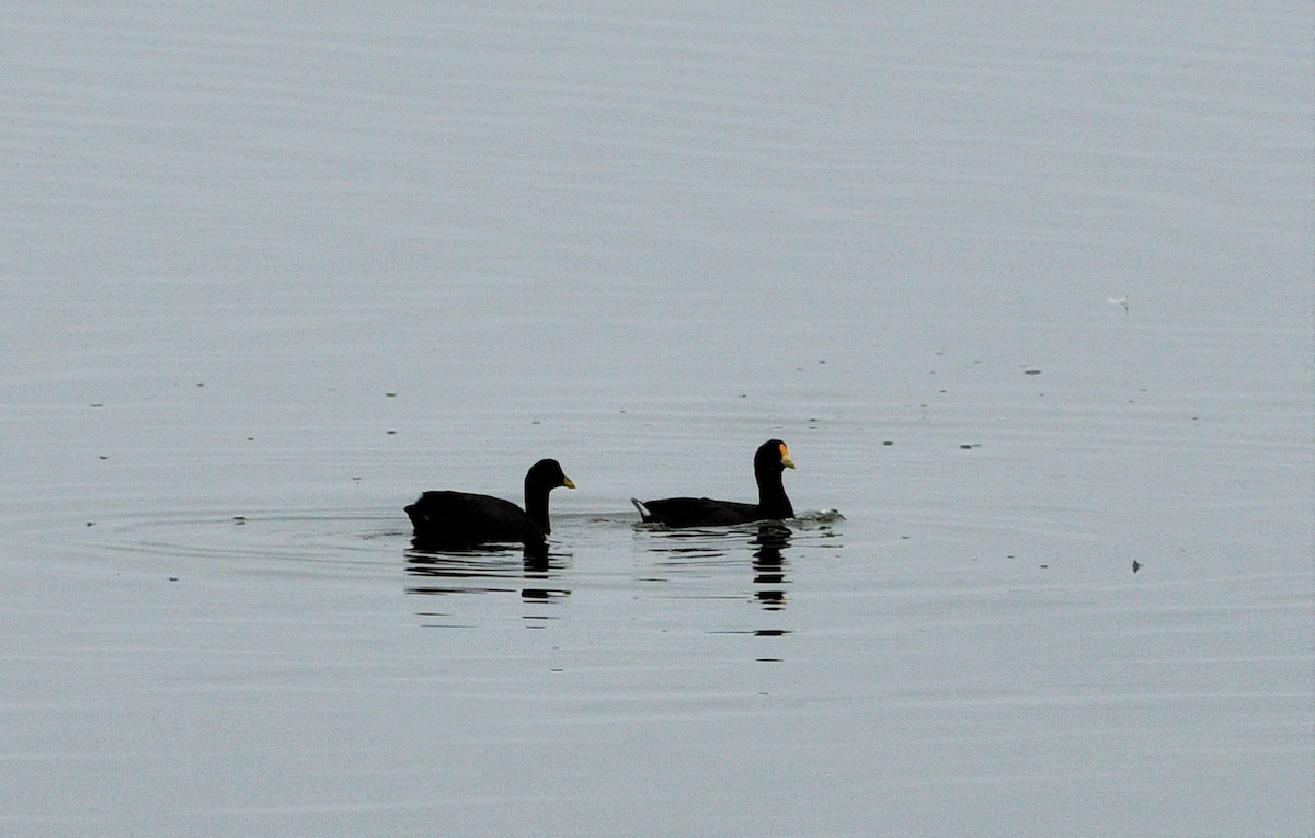 White-winged Coot - ML430879071