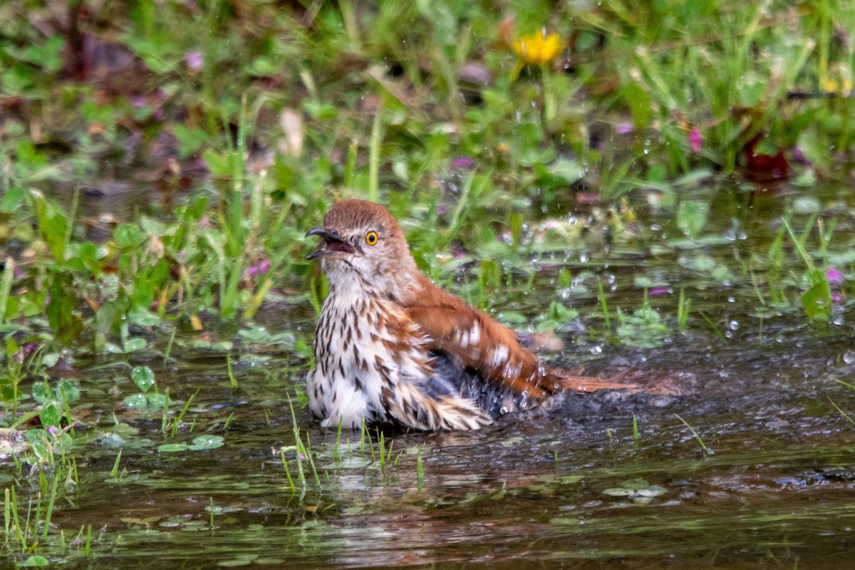 Brown Thrasher - ML430879391