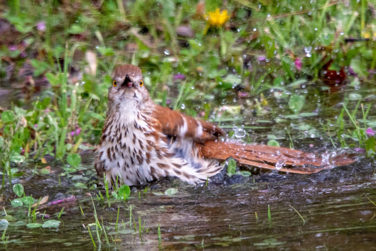 Brown Thrasher - ML430879441