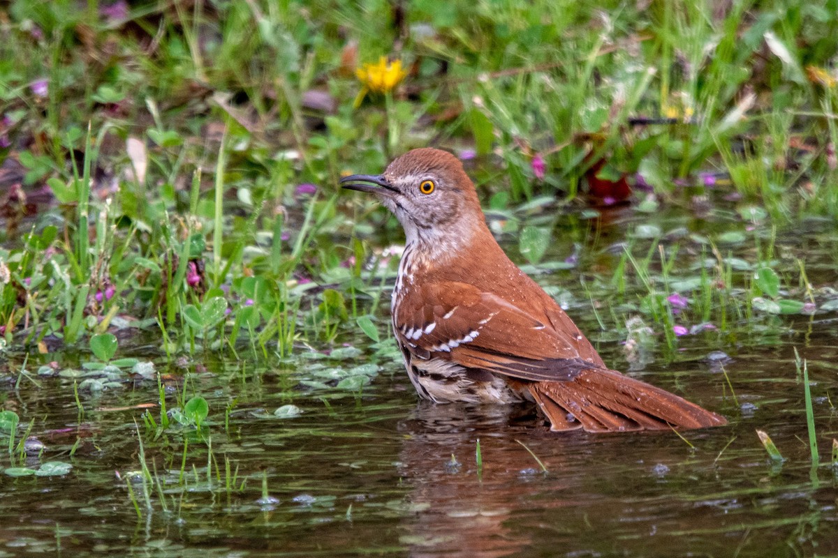 Brown Thrasher - ML430879671