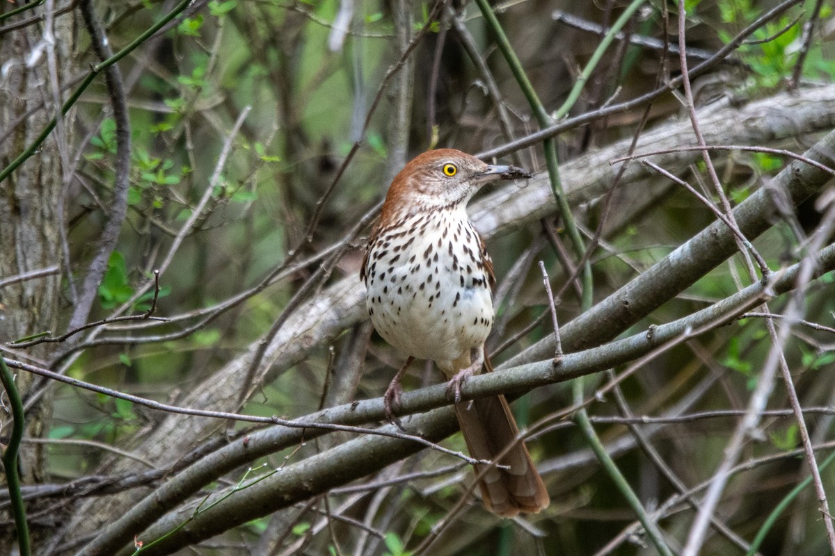 Brown Thrasher - ML430880531