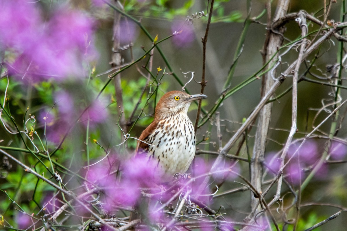 Brown Thrasher - ML430880741