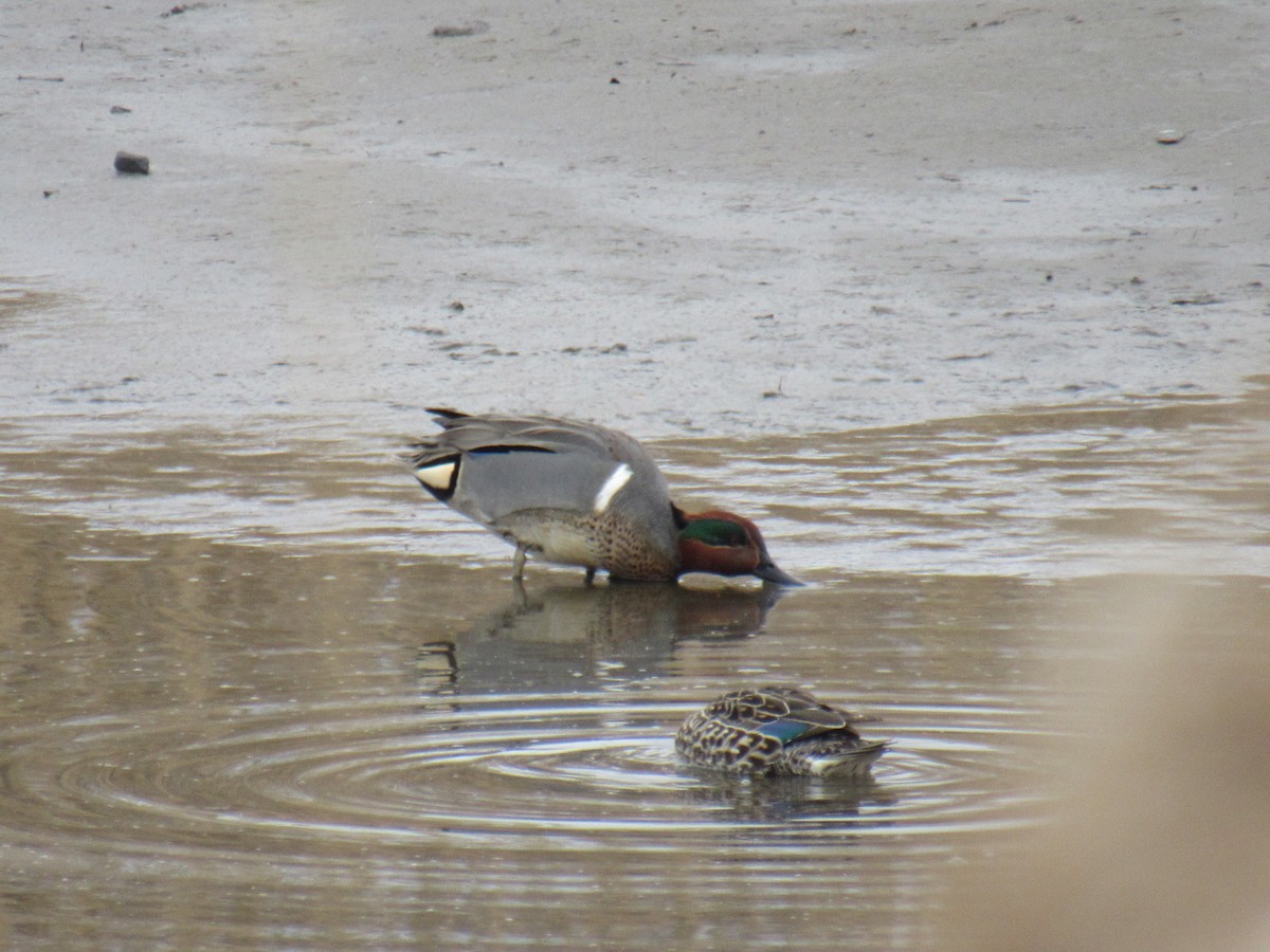 Green-winged Teal - ML430880891