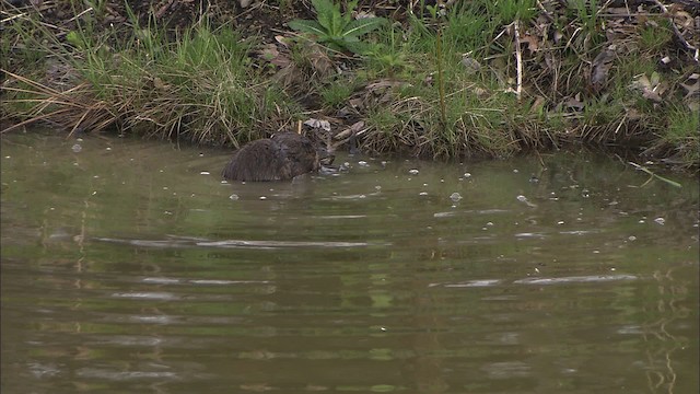 muskrat - ML430881