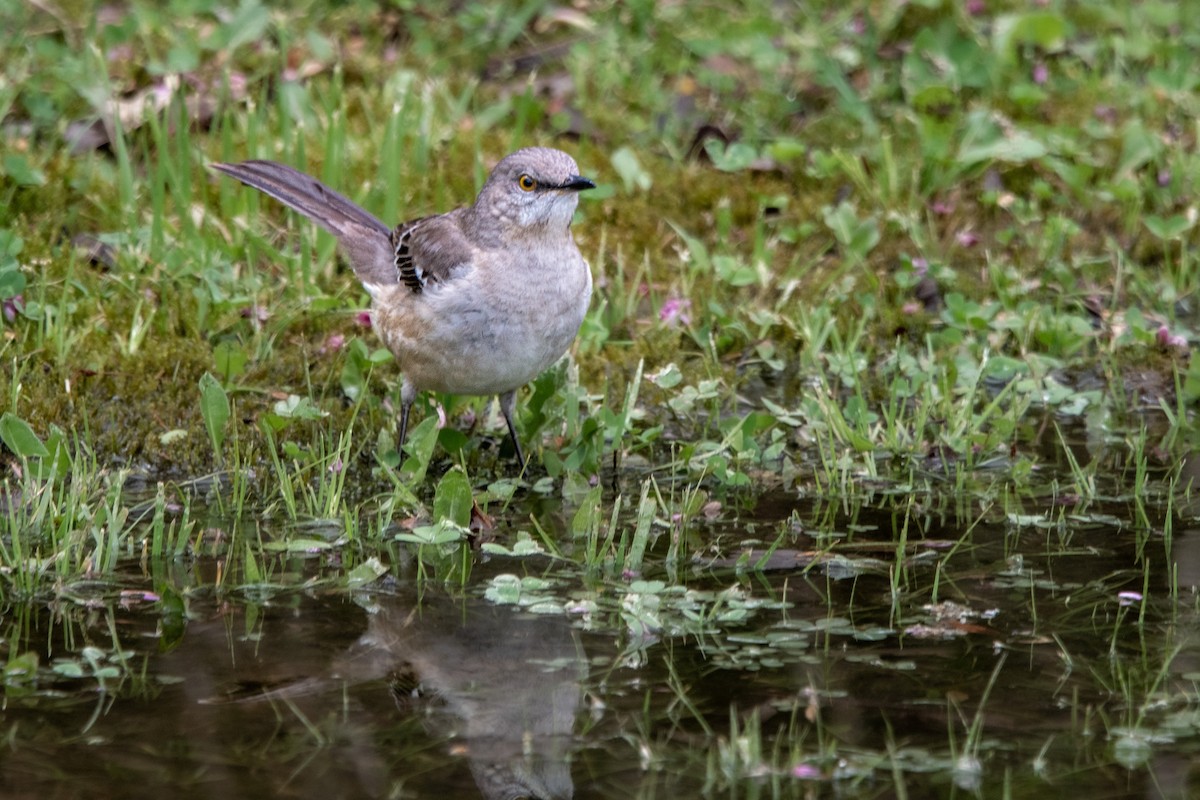 Northern Mockingbird - ML430881001