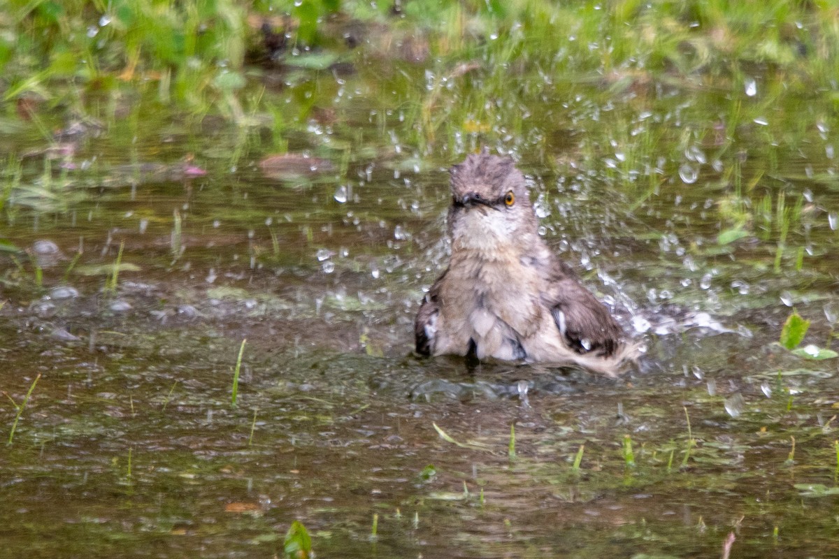 Northern Mockingbird - ML430881101