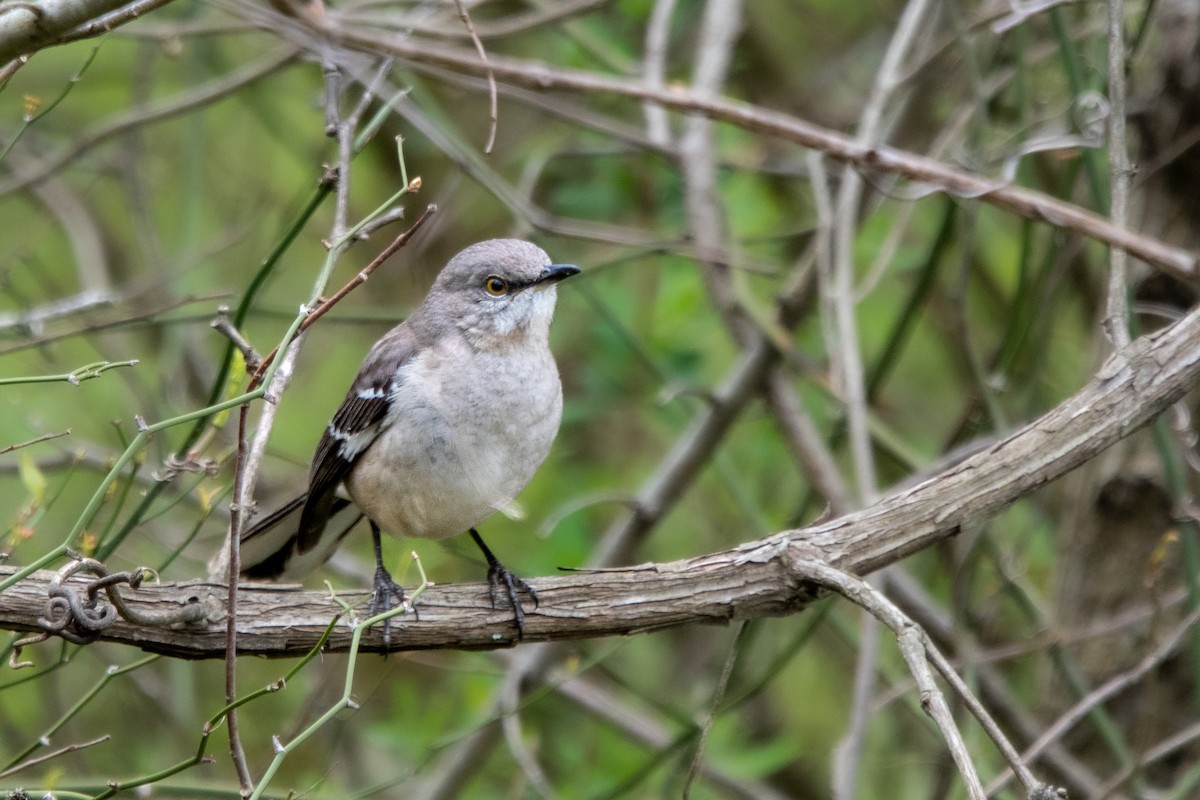 Northern Mockingbird - ML430881171