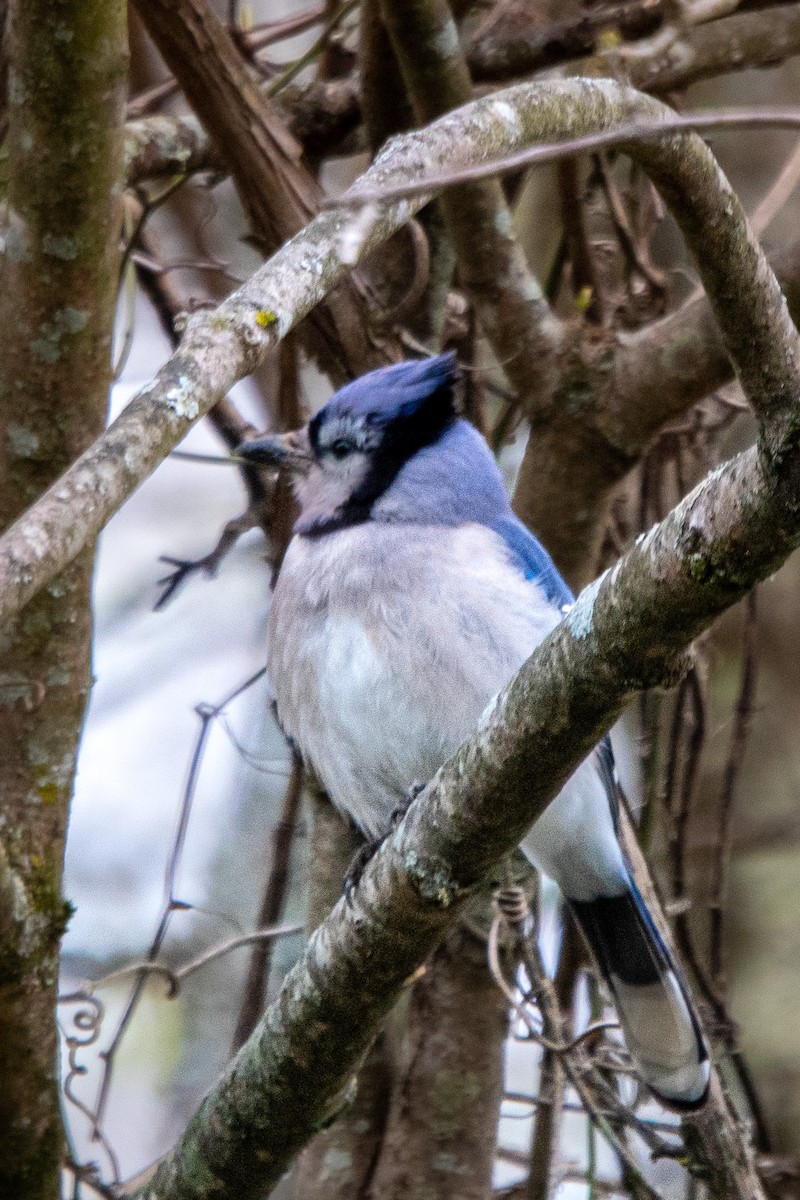 Blue Jay - ML430881491