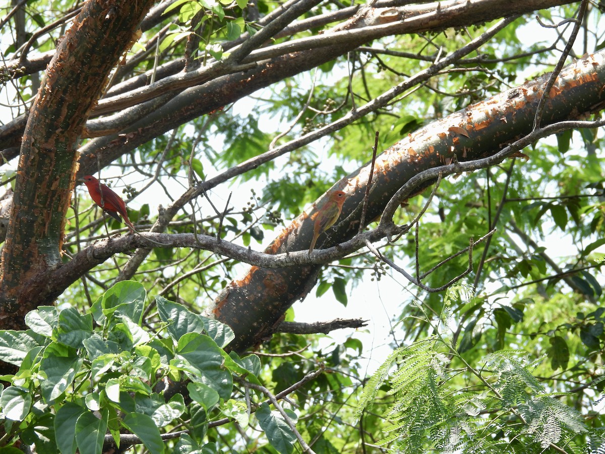 Summer Tanager - ML430881621