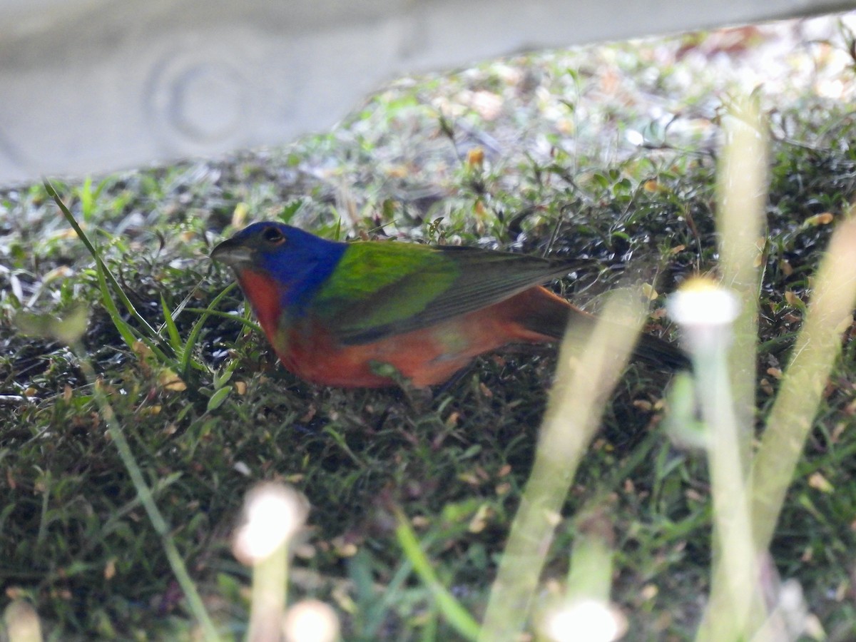 Painted Bunting - ML430881781