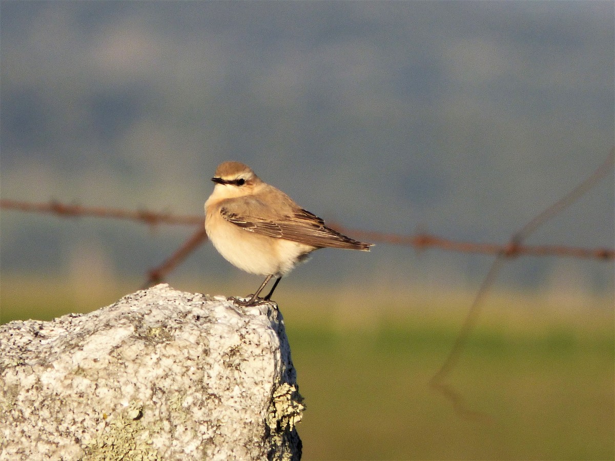 bělořit šedý - ML430882691