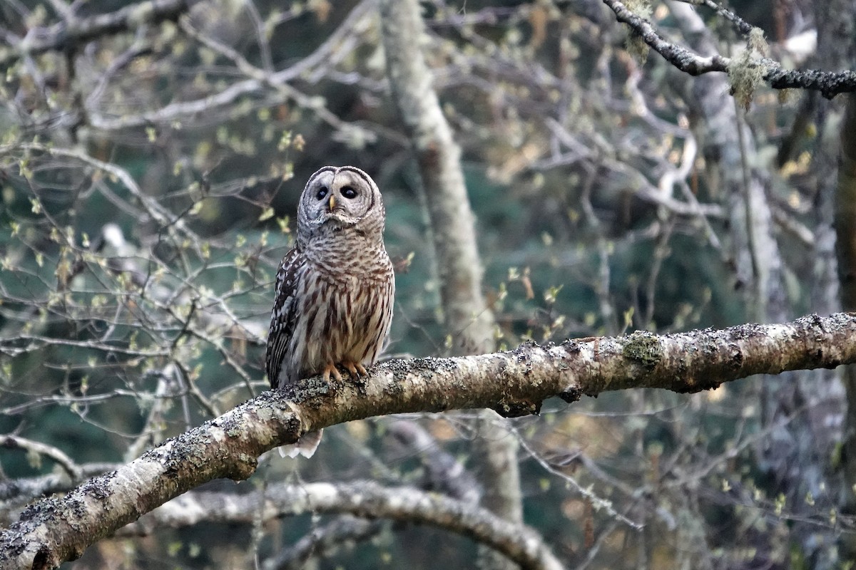 Barred Owl - ML430883071