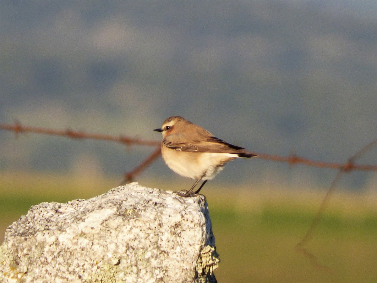 穗䳭 - ML430883281