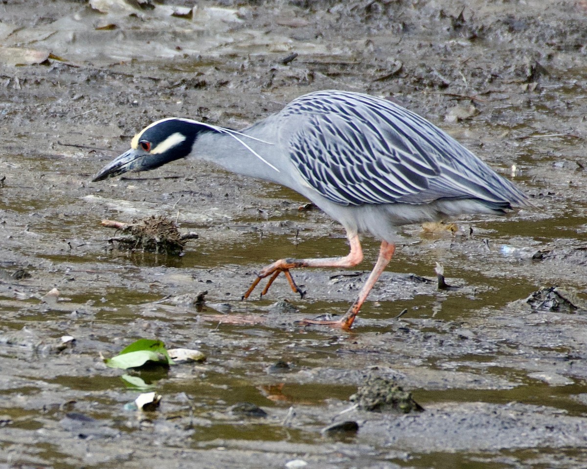 Yellow-crowned Night Heron - ML430883881