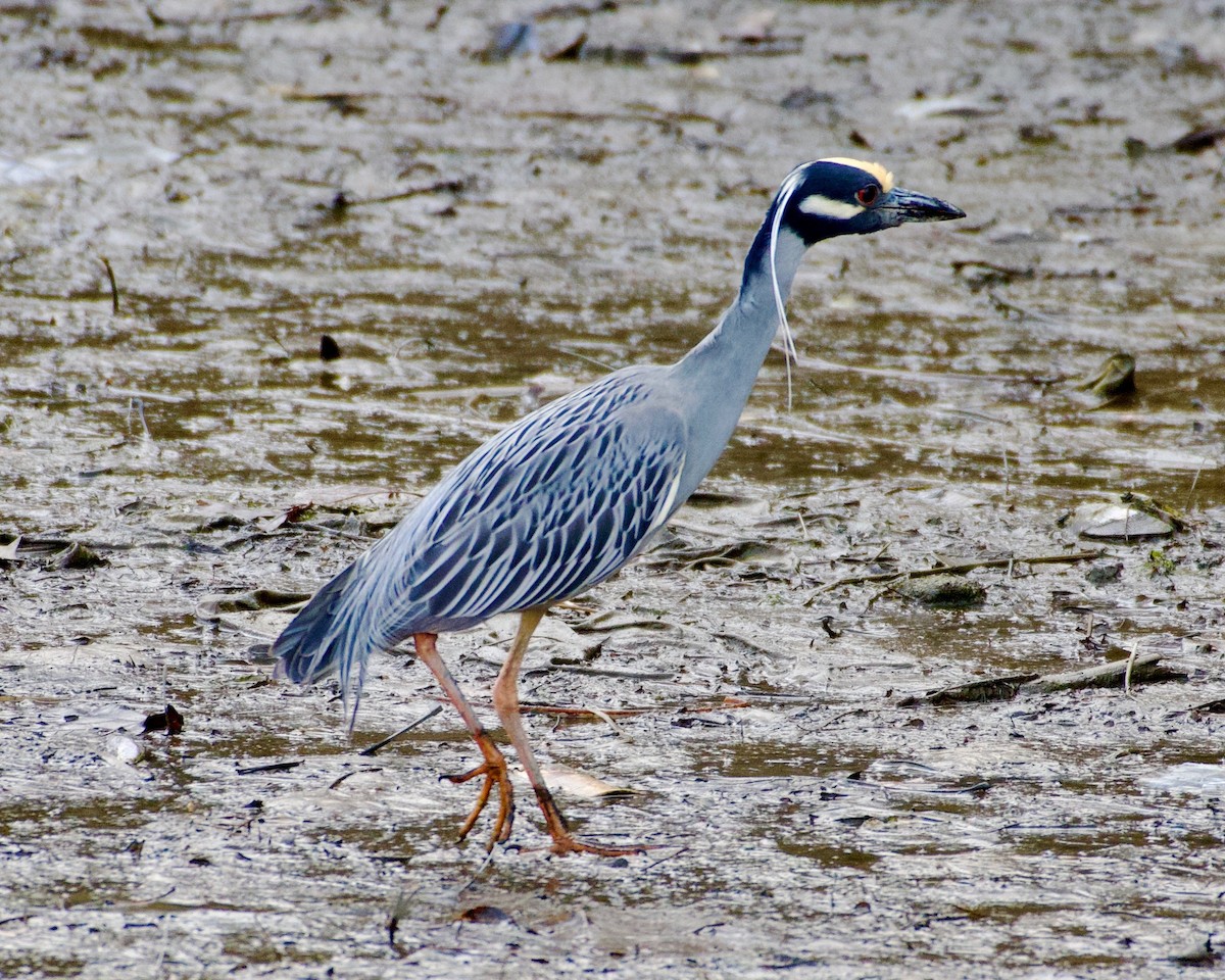 Yellow-crowned Night Heron - ML430883891