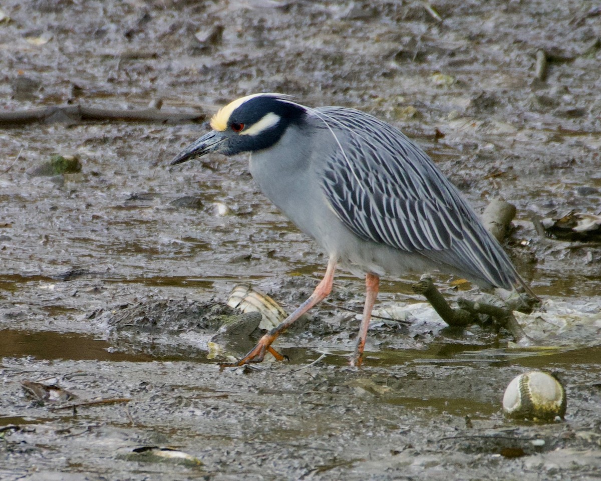 Yellow-crowned Night Heron - ML430883901