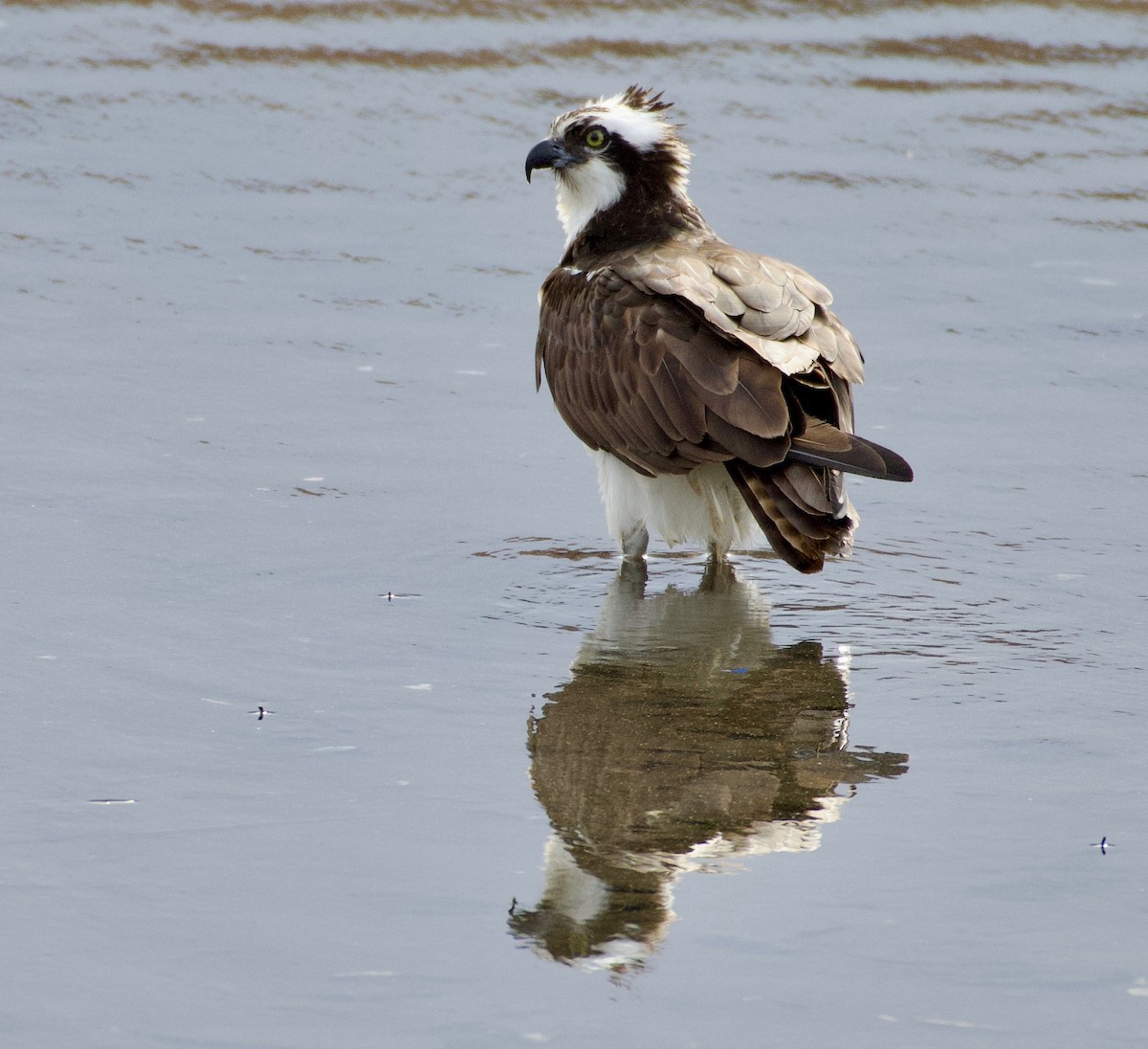 Osprey - ML430883951