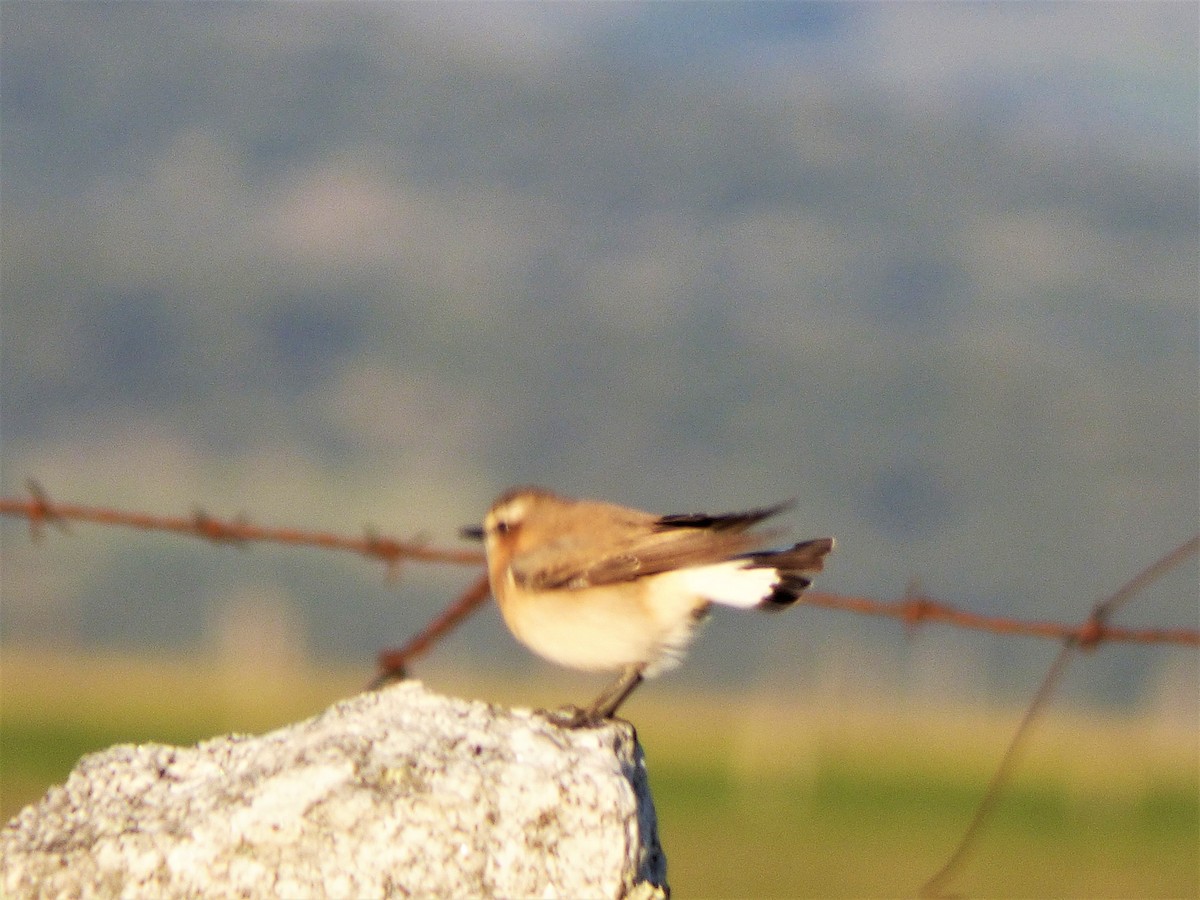 bělořit šedý - ML430884301