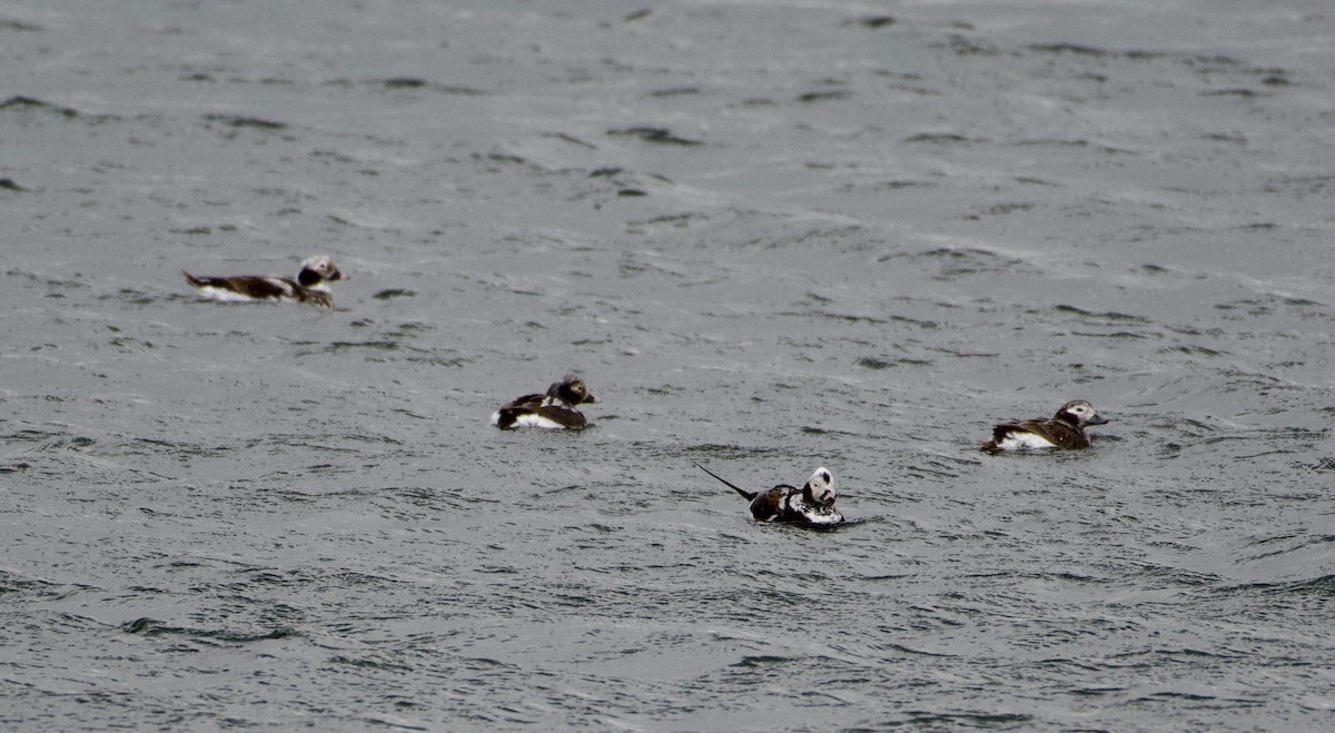 Long-tailed Duck - ML430884871