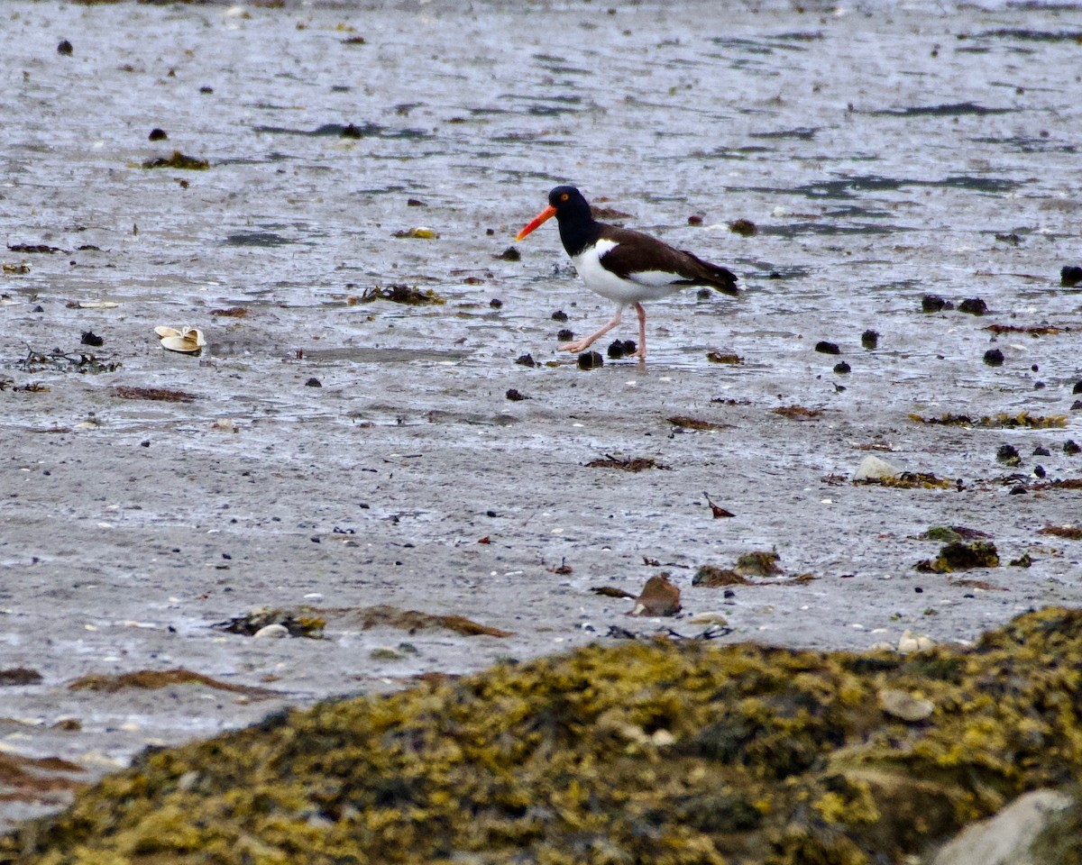 American Oystercatcher - ML430884921