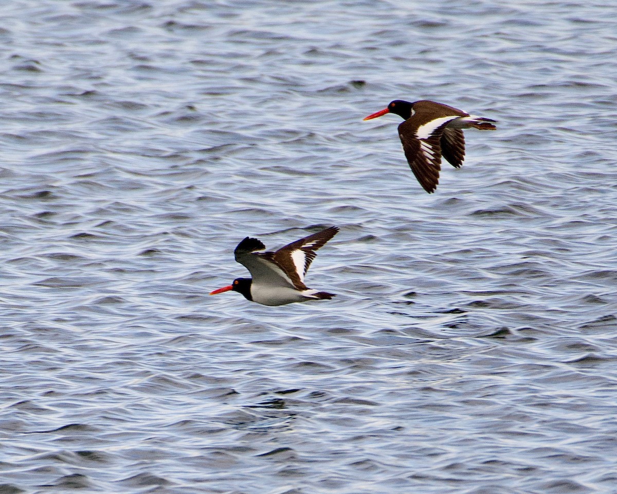 American Oystercatcher - ML430884931