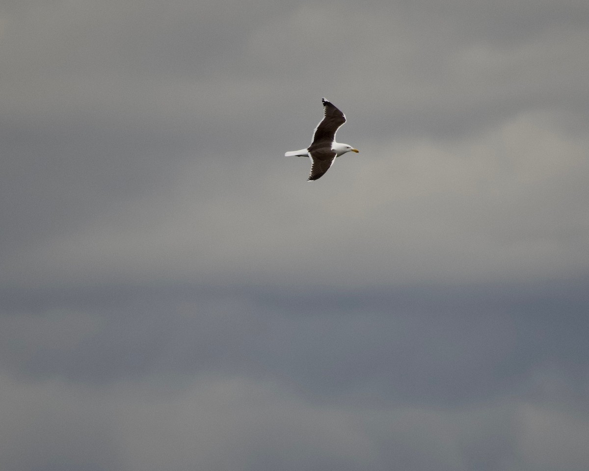 Great Black-backed Gull - ML430884991