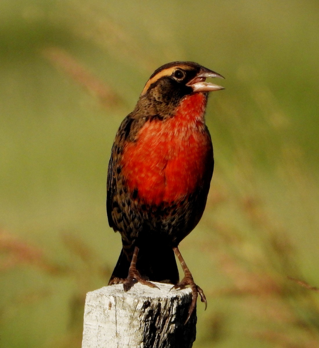 White-browed Meadowlark - ML430885141