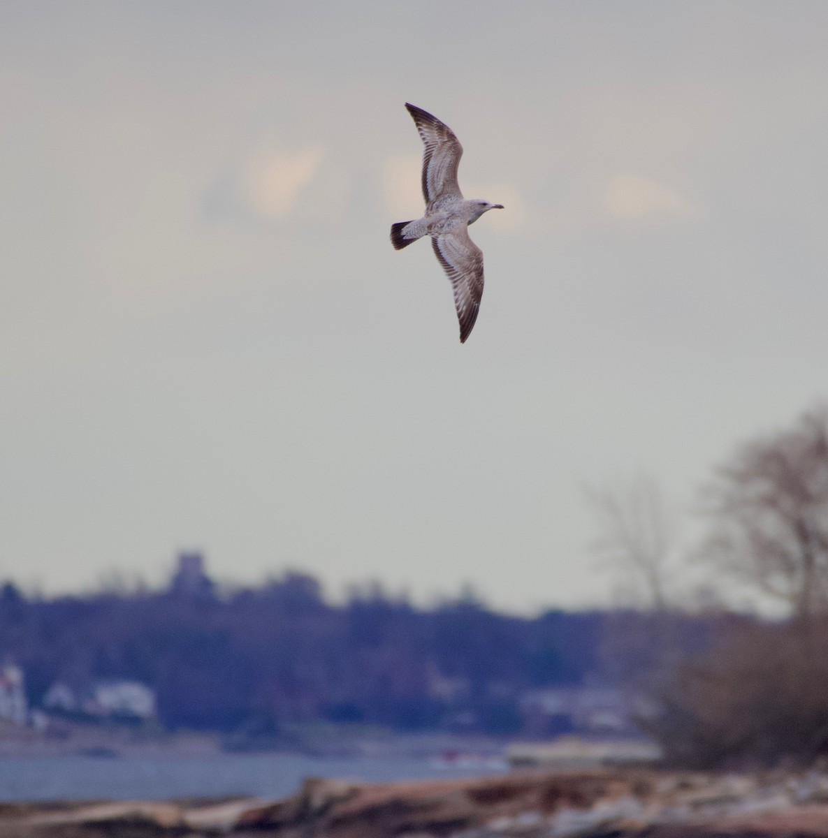 American Herring Gull - ML430885281
