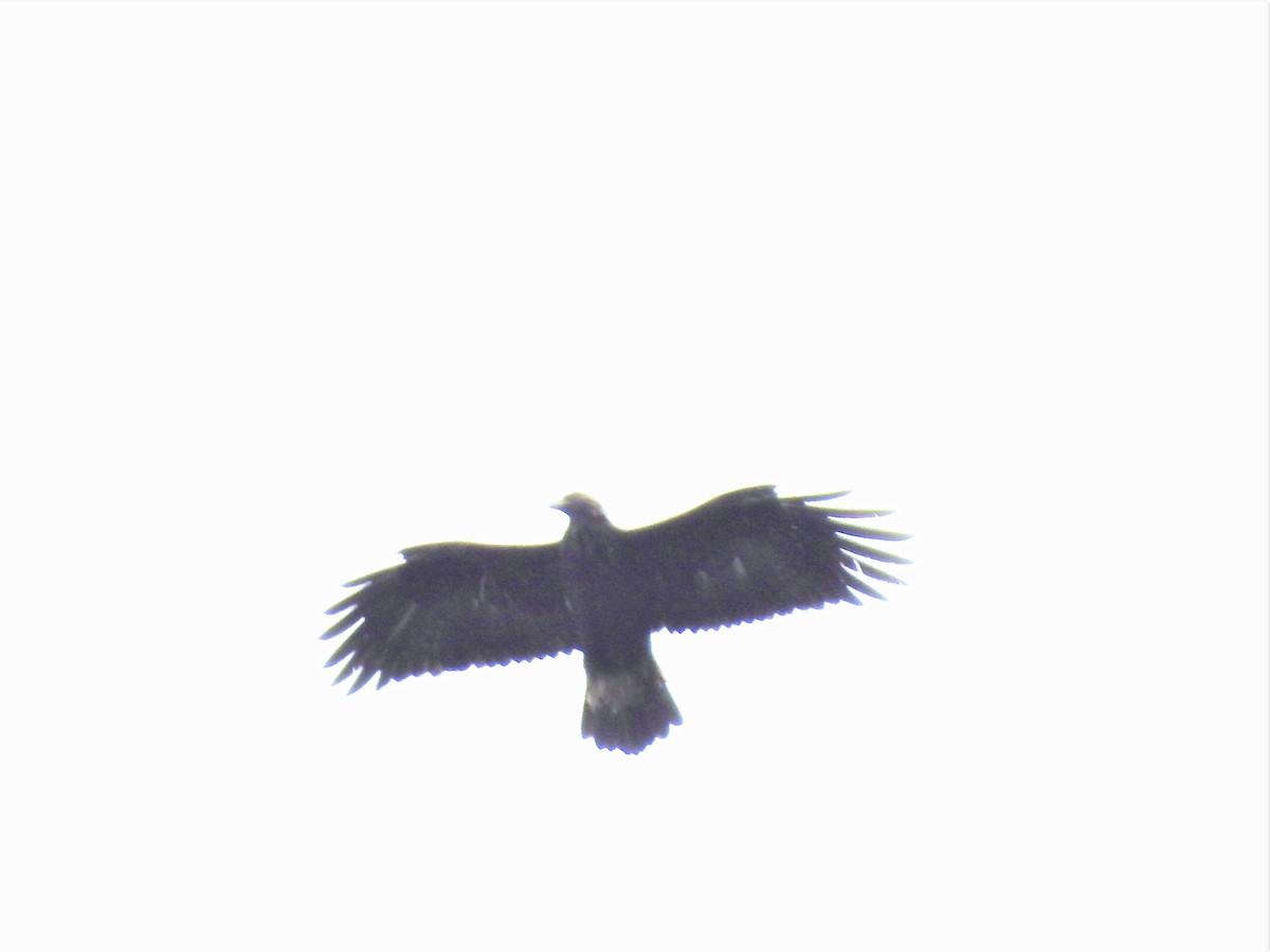 Golden/Bald Eagle - ML430885411