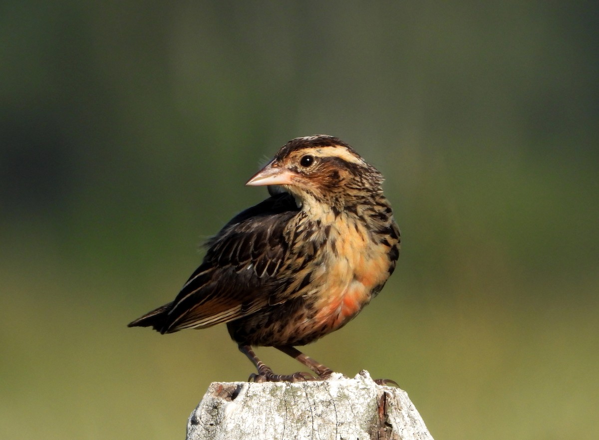 White-browed Meadowlark - ML430885531