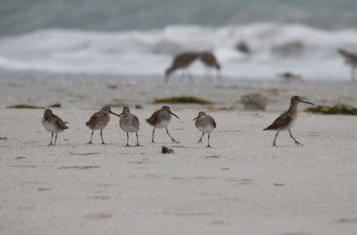 Short-billed Dowitcher - ML430885891