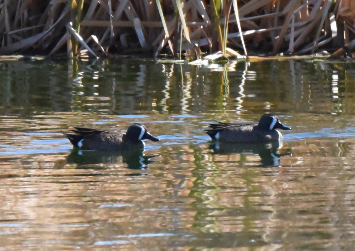 Sarcelle à ailes bleues - ML430886451