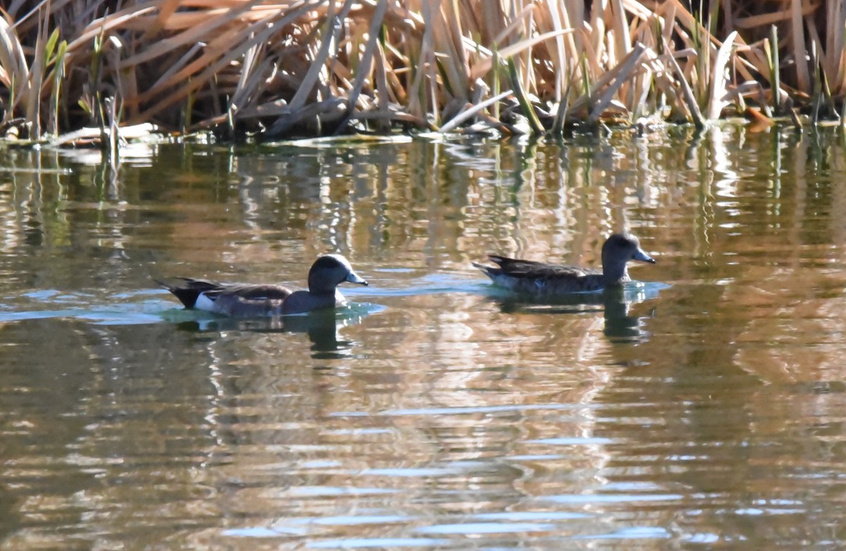 American Wigeon - Glenn Dunmire